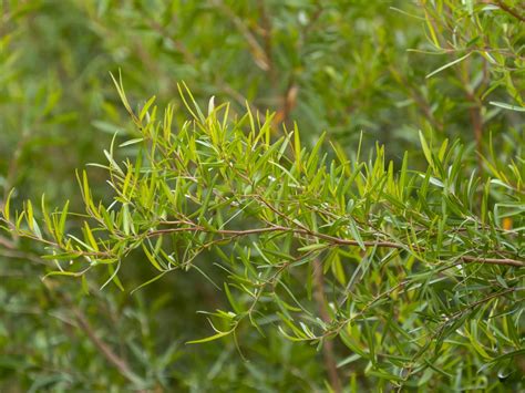 Leptospermum 'Lemon Scented' Tea Tree 12" Pot - Hello Hello Plants & Garden Supplies