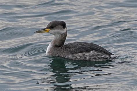 Red-necked Grebe - BirdWatch Ireland