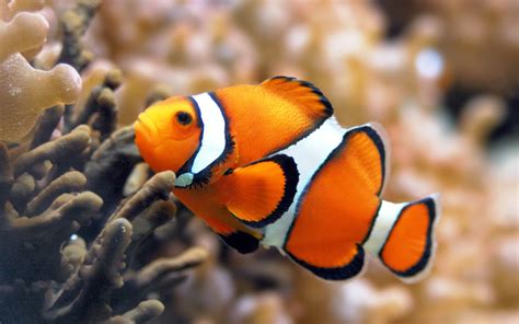 fish share: GAMBAR IKAN HIAS CLOWNFISH 1