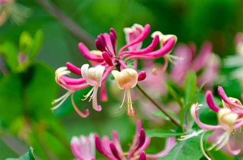 The Sweet Allure of Honeysuckle: Meanings, Symbolism, and Cultural Significance - Petal Republic