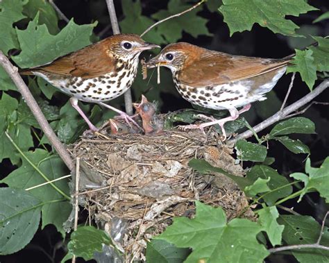 Wood Thrush: Melodious Songbird with Conservation Concerns