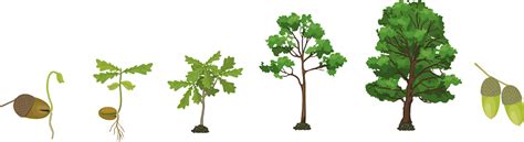 Life Cycle Of Oak Tree Growth Stages From Acorn And Sprout To Old Tree ...