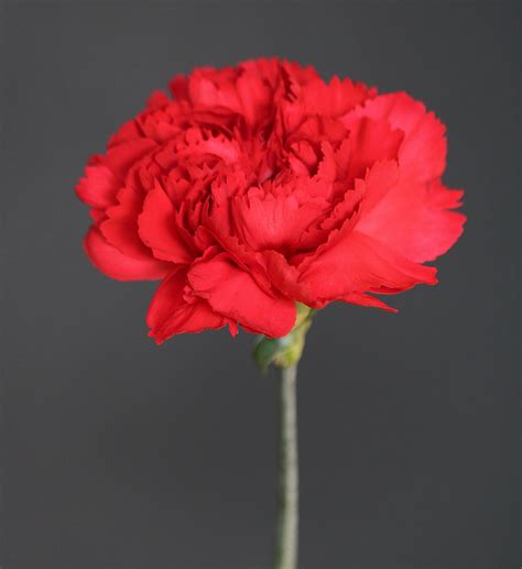 Single Red Carnation Free Stock Photo - Public Domain Pictures