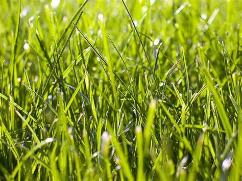 Close up grass | Grass looks cool from this angle and light.… | Sam Kim | Flickr