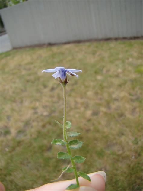 Leaves of Plants: Blue Star Creeper