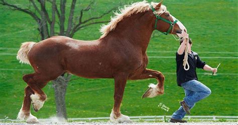 American Belgian Draft Horse @Stacie C. Lynch Photography - Stable Express