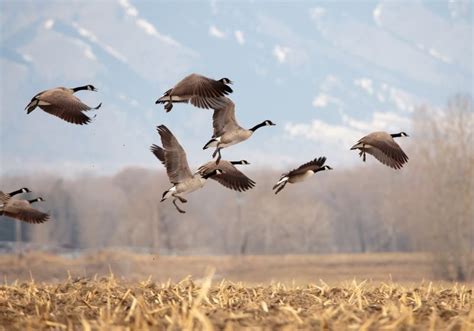 10 Great Goose Hunting Tips