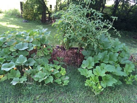 Is straw bale gardening for you? - Free Range Home