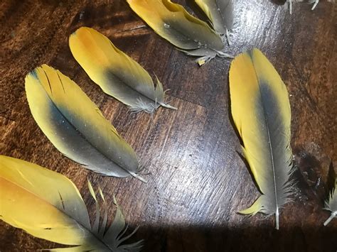 Parrot Molted Feathers Yellow Gray From Under Wings for Crafts - Etsy