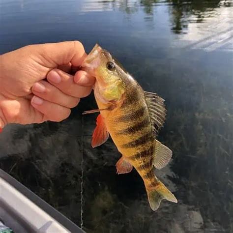 Guide to Yellow Perch (Perca flavescens) - Pond Informer