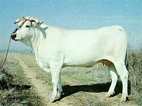 Italian breeds of cattle: Chianina