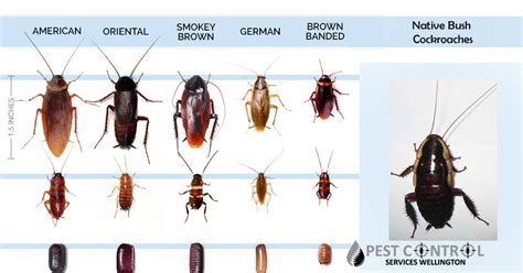 Common Types Of Cockroaches