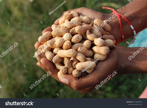 2,554 Groundnut Farming Images, Stock Photos & Vectors | Shutterstock