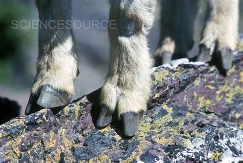 Mountain Goat Hooves | Stock Image - Science Source Images