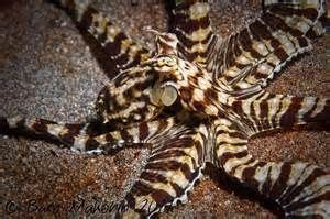 Ocellated Octopus - Bing Images | Underwater world, Sea life, Underwater