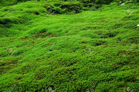 Moss Wallpapers - Top Free Moss Backgrounds - WallpaperAccess