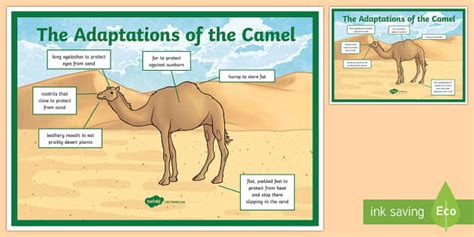 Camel Adaptation A4 Display Poster (teacher made) - Twinkl