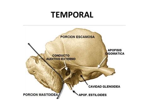 HUESO TEMPORAL