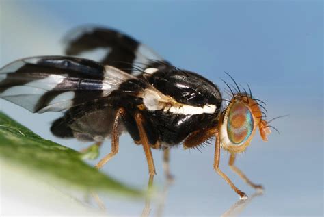 Apple Maggots Can Ruin A Crop! - March Biological