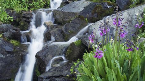 Wallpaper : waterfall, flowers, garden, nature, grass, rocks, stream, flower, plant, flora ...