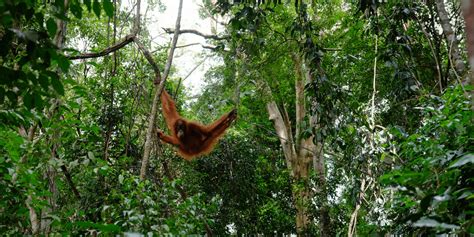 Redefining Sustainable Palm Oil: Safeguarding Orangutan Habitat • The ...