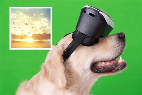 Golden Retriever Watches Birds While Trying VR Headset in Heartwarming Clip - Newsweek