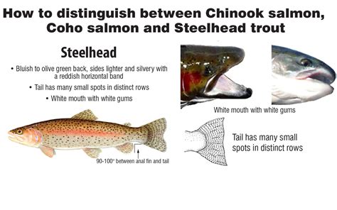 How to distinguish between Chinook salmon, Coho salmon and Steelhead trout - Duluth News Tribune ...