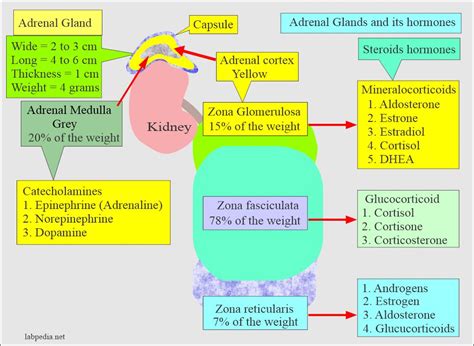 Adrenal Gland Hormones Interpretation, (Cortisol and Aldosterone ...