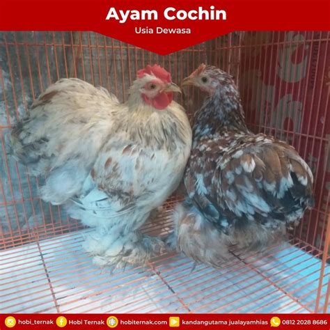 READY STOCK!!! Berbagai Jenis Ayam Hias | HOBI TERNAK