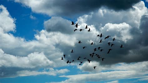 Birds fly on the sky through the clouds - HD wallpaper Wallpaper Download 3840x2160