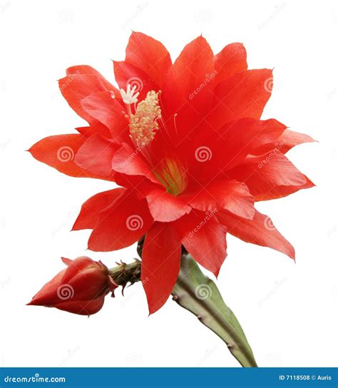 Isolated Blooming Orchid Cactus Stock Photo - Image of petal, tropical: 7118508