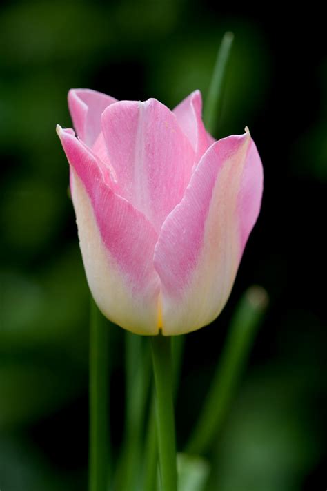 Pink Tulip Flower Free Stock Photo - Public Domain Pictures