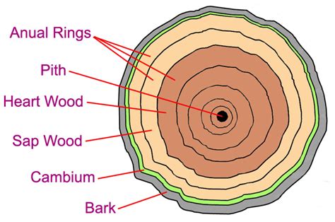 Cross Section of a Tree Trunk - A Gardener's Dictionary from PlantsGalore.Com