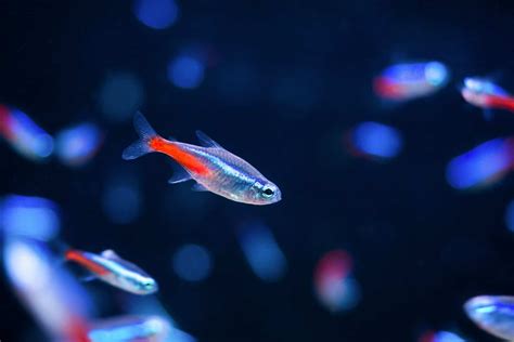 Tetra Fish Types: 17 Most Popular Species of Tetras | Fishkeeping World