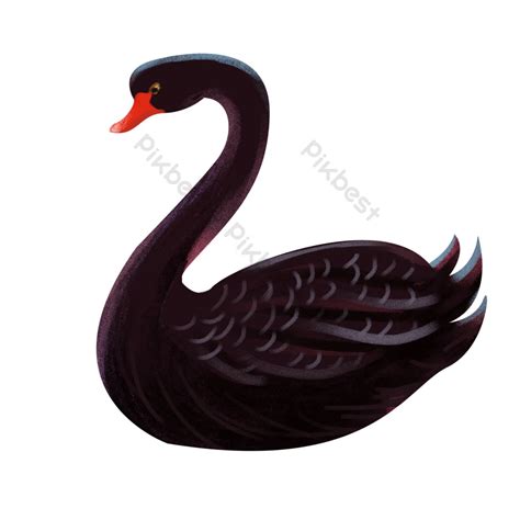 drawing black swan illustration | PNG Images PSD Free Download - Pikbest