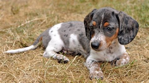 12 Dachshund Colors, Patterns, & Markings (With Pictures) | Hepper