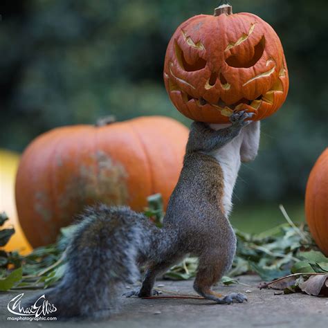 Squirrel Tries To Steal A Carved Pumpkin From Photographer’s Backyard | Bored Panda