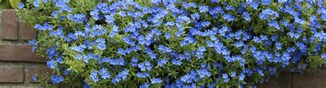 Lithodora diffusa ‘Heavenly Blue’ - Greenseasons