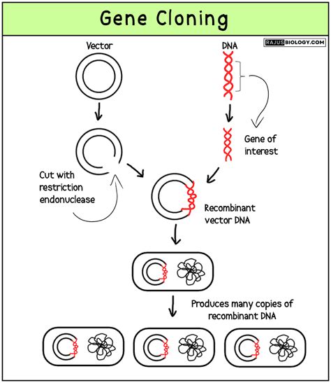 Gene Cloning - Definition, Steps, Applications and Diagram - Rajus Biology