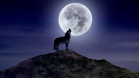 Wolf Howling Wallpaper - WallpaperSafari