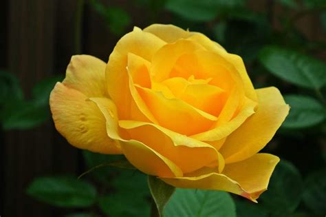 History and Meaning of Yellow Roses | Flower Glossary