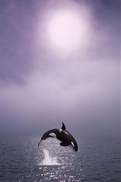 Orca Breaching In Fog Composite Alaska Photograph by John Hyde - Fine Art America