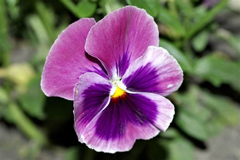 Pansy Pansies Flower - Free photo on Pixabay - Pixabay