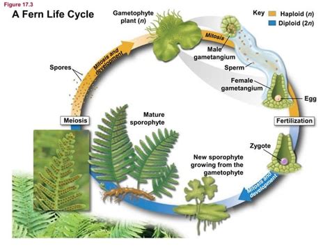 Plants Evolution | PPT