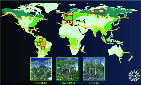 Distribution of the three main forest types considered for the global... | Download Scientific ...