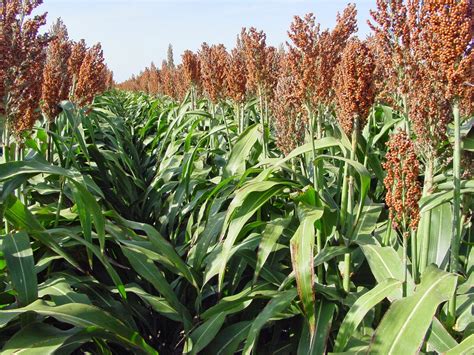 EasyMeWorld: All About Sorghum