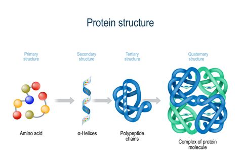 What is a Polymer of Amino Acids? | Free Expert Q&A | bartleby