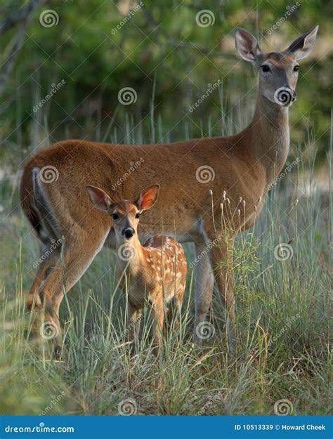 Mother and baby deer stock image. Image of deer, morning - 10513339