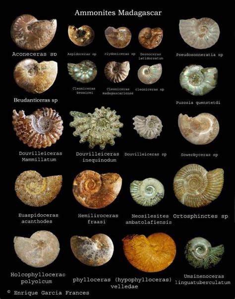 Ammonite | Ammonite, Prehistoric animals, Fossil bones