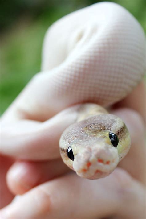 All Tail No Legs: Snake Blog | Baby snakes, Cute reptiles, Snake photos